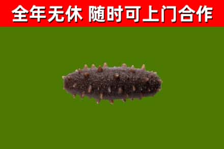 集美回收海参干